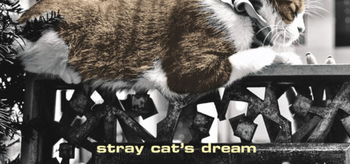 Stray Cat's Dream_1 page